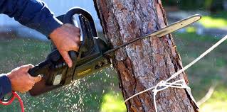 Best Soil Testing and Treatment  in Dickinson, TX