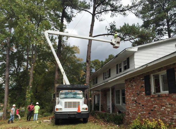 Professional Tree Care in Dickinson, TX
