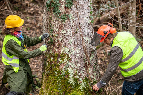 Best Arborist Consultation Services  in Dickinson, TX